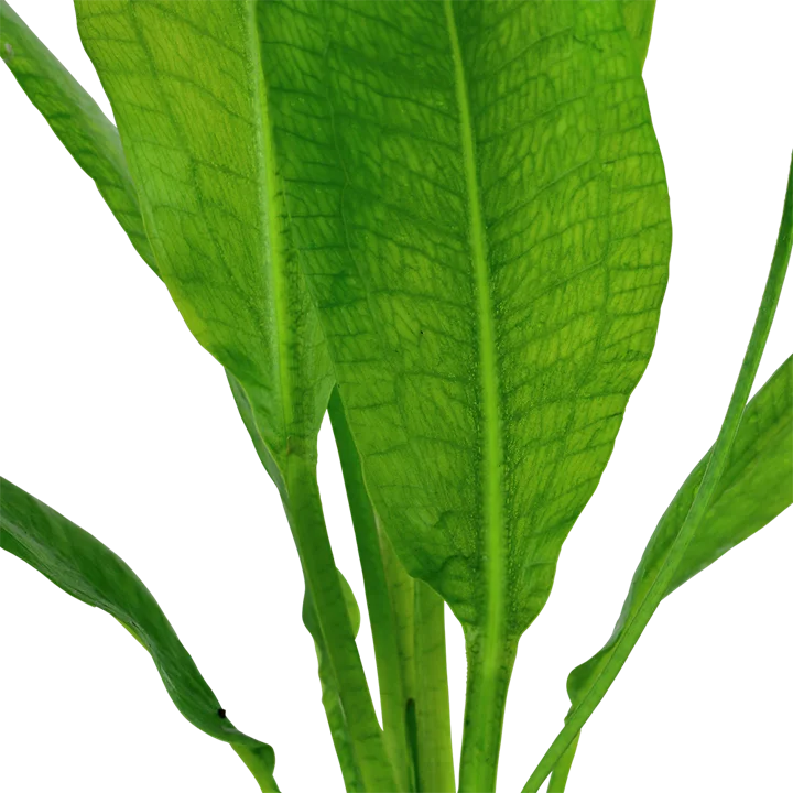 Tropica Akvarieplante i potte Echinodorus grisebachii (bleherae)